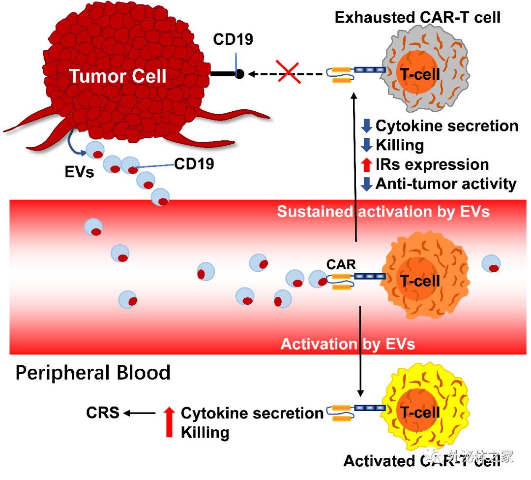 Cancer Letters | 華中科技大學(xué)游泳、郭安源及