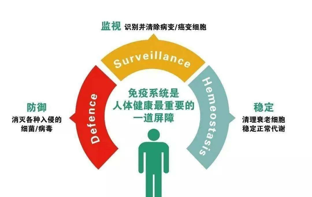 干細(xì)胞勢(shì)必助力自身免疫性疾病康復(fù)
